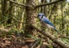 Gralha-azul enterra pinhões, recupera só parte deles e espalha araucárias pelas florestas do Sul do Brasil Gralha-azul enterra pinhões, recupera só parte deles e espalha araucárias pelas florestas do Sul do Brasil