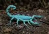 Escorpião brilha sob luz ultravioleta, carrega filhotes no dorso e mantém em aberto três hipóteses para a fluorescência Escorpião brilha sob luz ultravioleta, carrega filhotes no dorso e mantém em aberto três hipóteses para a fluorescência