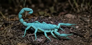 Escorpião brilha sob luz ultravioleta, carrega filhotes no dorso e mantém em aberto três hipóteses para a fluorescência Escorpião brilha sob luz ultravioleta, carrega filhotes no dorso e mantém em aberto três hipóteses para a fluorescência
