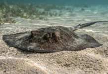 Ferrão da arraia tem serrilha voltada para trás e rasga a pele quando é retirado após um pisão Ferrão da arraia tem serrilha voltada para trás e rasga a pele quando é retirado após um pisão