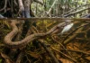 Cobra-d’água caça peixe de olhos abertos no fundo do igarapé, sobe para respirar e não solta a presa Cobra-d’água caça peixe de olhos abertos no fundo do igarapé, sobe para respirar e não solta a presa