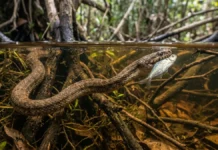 Cobra-d’água caça peixe de olhos abertos no fundo do igarapé, sobe para respirar e não solta a presa Cobra-d’água caça peixe de olhos abertos no fundo do igarapé, sobe para respirar e não solta a presa
