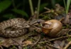 Dormideira usa mandíbula estreita e assimétrica para retirar caramujos da concha sem quebrá-la durante a caça noturna Dormideira usa mandíbula estreita e assimétrica para retirar caramujos da concha sem quebrá-la durante a caça noturna