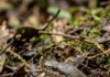 Cobra-nariguda levanta o focinho, desenterra sapos tóxicos, resiste às toxinas da presa e achata o pescoço sob ameaça Cobra-nariguda levanta o focinho, desenterra sapos tóxicos, resiste às toxinas da presa e achata o pescoço sob ameaça