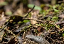 Cobra-nariguda levanta o focinho, desenterra sapos tóxicos, resiste às toxinas da presa e achata o pescoço sob ameaça Cobra-nariguda levanta o focinho, desenterra sapos tóxicos, resiste às toxinas da presa e achata o pescoço sob ameaça