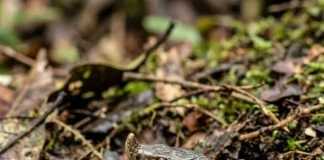 Cobra-nariguda levanta o focinho, desenterra sapos tóxicos, resiste às toxinas da presa e achata o pescoço sob ameaça Cobra-nariguda levanta o focinho, desenterra sapos tóxicos, resiste às toxinas da presa e achata o pescoço sob ameaça