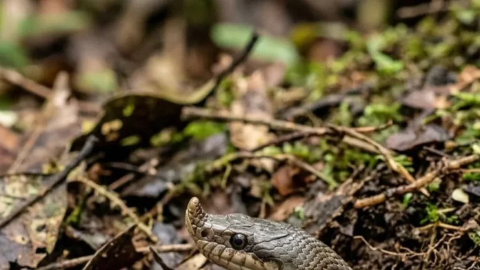 Cobra-nariguda levanta o focinho, desenterra sapos tóxicos, resiste às toxinas da presa e achata o pescoço sob ameaça Cobra-nariguda levanta o focinho, desenterra sapos tóxicos, resiste às toxinas da presa e achata o pescoço sob ameaça
