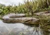 Sucuri-amarela se mantém submersa no Pantanal, detecta vibrações em água rasa e imobiliza presas pela constrição Sucuri-amarela se mantém submersa no Pantanal, detecta vibrações em água rasa e imobiliza presas pela constrição