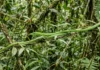 Cobra-cipó balança como galho, some no cenário e captura lagarto em bote de menos de um segundo Cobra-cipó balança como galho, some no cenário e captura lagarto em bote de menos de um segundo