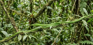 Cobra-cipó balança como galho, some no cenário e captura lagarto em bote de menos de um segundo Cobra-cipó balança como galho, some no cenário e captura lagarto em bote de menos de um segundo