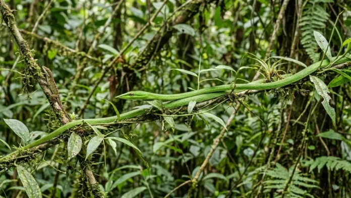 Cobra-cipó balança como galho, some no cenário e captura lagarto em bote de menos de um segundo Cobra-cipó balança como galho, some no cenário e captura lagarto em bote de menos de um segundo