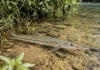 Bicuda persegue cardume em água rasa, salta fora do rio e prende peixes com dentes finos durante a caça Bicuda persegue cardume em água rasa, salta fora do rio e prende peixes com dentes finos durante a caça
