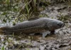 Tamboatá respira pelo intestino, usa as nadadeiras para cruzar a terra seca e faz ninho de espuma quando a água some Tamboatá respira pelo intestino, usa as nadadeiras para cruzar a terra seca e faz ninho de espuma quando a água some