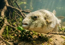 Baiacu de água doce enche o estômago com água, dobra de tamanho e desgasta dentes que crescem sem parar Baiacu de água doce enche o estômago com água, dobra de tamanho e desgasta dentes que crescem sem parar