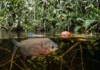 Pacu espera a fruta cair no igapó, tritura sementes duras com dentes molares e alterna entre dispersar e destruir sementes Pacu espera a fruta cair no igapó, tritura sementes duras com dentes molares e alterna entre dispersar e destruir sementes