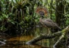 Pavãozinho-do-pará abre o leque de penas na cabeça, caça insetos em voos curtos e defende o mesmo trecho de igarapé Pavãozinho-do-pará abre o leque de penas na cabeça, caça insetos em voos curtos e defende o mesmo trecho de igarapé