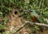 Ariramba captura inseto em voo, bate a presa no galho, remove ferrão e asas e escava túnel para nidificar Ariramba captura inseto em voo, bate a presa no galho, remove ferrão e asas e escava túnel para nidificar
