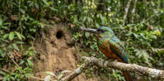 Ariramba captura inseto em voo, bate a presa no galho, remove ferrão e asas e escava túnel para nidificar Ariramba captura inseto em voo, bate a presa no galho, remove ferrão e asas e escava túnel para nidificar