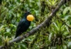 Anambé-preto infla o papo, amplifica um som mecânico e reúne machos em arenas no alto da floresta Anambé-preto infla o papo, amplifica um som mecânico e reúne machos em arenas no alto da floresta