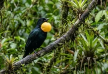 Anambé-preto infla o papo, amplifica um som mecânico e reúne machos em arenas no alto da floresta Anambé-preto infla o papo, amplifica um som mecânico e reúne machos em arenas no alto da floresta