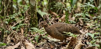 Inhambu corre para escapar, deixa o macho chocar ovos brilhantes e produz um canto que parece vir de longe Inhambu corre para escapar, deixa o macho chocar ovos brilhantes e produz um canto que parece vir de longe