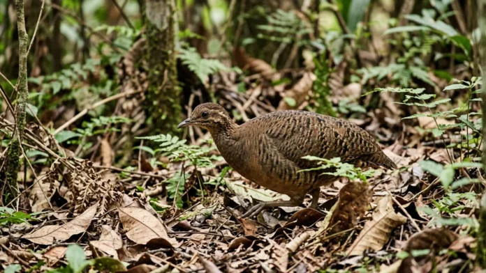 Inhambu corre para escapar, deixa o macho chocar ovos brilhantes e produz um canto que parece vir de longe