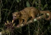 Jupará usa língua de 13 centímetros para alcançar néctar e cauda preensil sustenta o corpo entre galhos durante a noite Jupará usa língua de 13 centímetros para alcançar néctar e cauda preensil sustenta o corpo entre galhos durante a noite