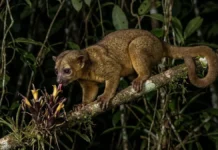 Jupará usa língua de 13 centímetros para alcançar néctar e cauda preensil sustenta o corpo entre galhos durante a noite Jupará usa língua de 13 centímetros para alcançar néctar e cauda preensil sustenta o corpo entre galhos durante a noite