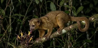 Jupará usa língua de 13 centímetros para alcançar néctar e cauda preensil sustenta o corpo entre galhos durante a noite Jupará usa língua de 13 centímetros para alcançar néctar e cauda preensil sustenta o corpo entre galhos durante a noite