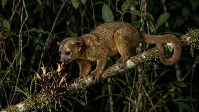 Jupará usa língua de 13 centímetros para alcançar néctar e cauda preensil sustenta o corpo entre galhos durante a noite