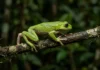 Perereca-macaco caminha lentamente pelos galhos, espalha secreção lipídica com as patas e reduz a perda de água durante a noite Perereca-macaco caminha lentamente pelos galhos, espalha secreção lipídica com as patas e reduz a perda de água durante a noite