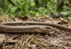 Lagarto-de-vidro não tem patas, quebra a cauda em vários pedaços e regenera uma versão mais curta Lagarto-de-vidro não tem patas, quebra a cauda em vários pedaços e regenera uma versão mais curta