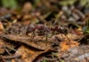 Formiga tocandira injeta poneratoxina, mantém neurônios disparando e pode prolongar a dor da ferroada por mais de 12 horas Formiga tocandira injeta poneratoxina, mantém neurônios disparando e pode prolongar a dor da ferroada por mais de 12 horas