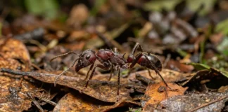 Formiga tocandira injeta poneratoxina, mantém neurônios disparando e pode prolongar a dor da ferroada por mais de 12 horas Formiga tocandira injeta poneratoxina, mantém neurônios disparando e pode prolongar a dor da ferroada por mais de 12 horas