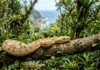 Jararaca-ilhoa vive isolada em uma única ilha, sobe às árvores e usa veneno rápido para capturar aves migratórias em voo Jararaca-ilhoa vive isolada em uma única ilha, sobe às árvores e usa veneno rápido para capturar aves migratórias em voo