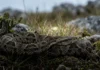 Cotiara permanece imóvel por dias em campos de altitude, reduz o metabolismo e usa a fosseta loreal para caçar no frio Cotiara permanece imóvel por dias em campos de altitude, reduz o metabolismo e usa a fosseta loreal para caçar no frio