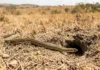Corre-campo persegue lagarto em campo aberto, mergulha em toca de roedor e troca a corrida diurna por abrigo contra o calor Corre-campo persegue lagarto em campo aberto, mergulha em toca de roedor e troca a corrida diurna por abrigo contra o calor