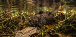 Peixe-folha imita uma folha morta, avança em câmera lenta e captura a presa com a boca transformada em tubo Peixe-folha imita uma folha morta, avança em câmera lenta e captura a presa com a boca transformada em tubo