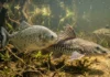 Pirambeba corta parte da nadadeira de outro peixe, retira escamas e deixa a presa viva para se recuperar Pirambeba corta parte da nadadeira de outro peixe, retira escamas e deixa a presa viva para se recuperar