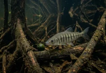 Aracu passa o dia sob raízes alagadas, come frutas na cheia e devolve sementes intactas ao rio durante longas viagens Aracu passa o dia sob raízes alagadas, come frutas na cheia e devolve sementes intactas ao rio durante longas viagens