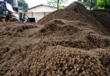 Caroço de açaí vira nanofertilizante e aumenta em até 164% o crescimento de sorgo Caroço de açaí vira nanofertilizante e aumenta em até 164% o crescimento de sorgo