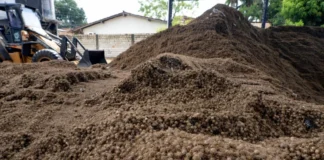 Caroço de açaí vira nanofertilizante e aumenta em até 164% o crescimento de sorgo Caroço de açaí vira nanofertilizante e aumenta em até 164% o crescimento de sorgo