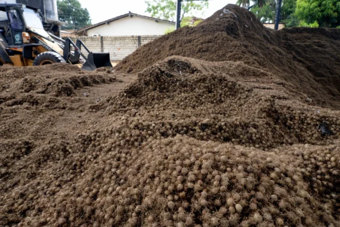 Caroço de açaí vira nanofertilizante e aumenta em até 164% o crescimento de sorgo Caroço de açaí vira nanofertilizante e aumenta em até 164% o crescimento de sorgo