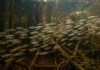 Branquinha filtra partículas com rastros branquiais, reúne milhares no rio e leva energia dos lagos aos predadores Branquinha filtra partículas com rastros branquiais, reúne milhares no rio e leva energia dos lagos aos predadores