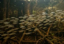 Branquinha filtra partículas com rastros branquiais, reúne milhares no rio e leva energia dos lagos aos predadores Branquinha filtra partículas com rastros branquiais, reúne milhares no rio e leva energia dos lagos aos predadores