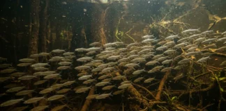 Branquinha filtra partículas com rastros branquiais, reúne milhares no rio e leva energia dos lagos aos predadores Branquinha filtra partículas com rastros branquiais, reúne milhares no rio e leva energia dos lagos aos predadores