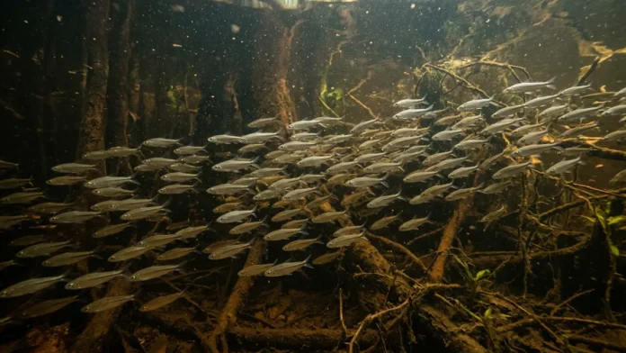 Branquinha filtra partículas com rastros branquiais, reúne milhares no rio e leva energia dos lagos aos predadores Branquinha filtra partículas com rastros branquiais, reúne milhares no rio e leva energia dos lagos aos predadores