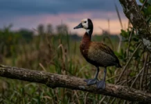 Irerê pousa em galhos, algo incomum entre marrecas, e assobia no escuro para manter o bando unido em voo Irerê pousa em galhos, algo incomum entre marrecas, e assobia no escuro para manter o bando unido em voo