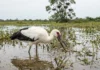 Maguari mantém o bico entreaberto na água turva, fecha por reflexo e captura alimento sem depender da visão Maguari mantém o bico entreaberto na água turva, fecha por reflexo e captura alimento sem depender da visão
