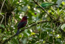Pipira segue bando misto, usa alarmes de outras aves e recolhe frutos derrubados no dossel Pipira segue bando misto, usa alarmes de outras aves e recolhe frutos derrubados no dossel